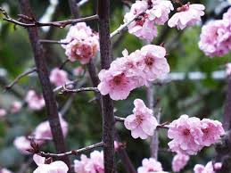 Image result for Prunus × blireana
