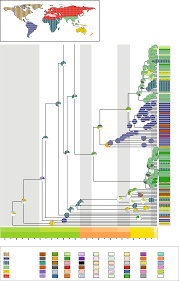 Image result for Hubbardochloa gracilis