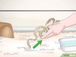We did not find results for: 4 Ways To Take Care Of A Garter Snake Wikihow