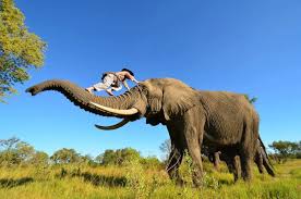Douglas Grove Okavango Delta Botswana Has Always The Most Remarkable Close Ups Of His African Elephants Crawling Undernea African Elephant Elephant Animals