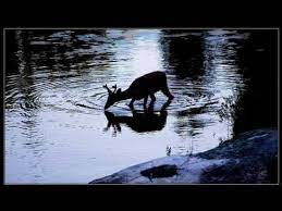 Authoritative information about the hymn text as the deer pants for the water, with lyrics, audio recordings, piano resources, and products for worship planners. As The Deer Pants For The Water Youtube