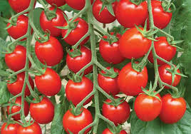 We did not find results for: Tomato Floriana