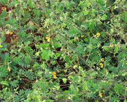 Image result for Aeschynomene sp. B