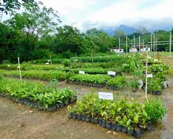 Long artificially established forest, farm or estate, where crops are grown for sale. As Companies Get Behind The Tree Planting Movement Here S How To Get Real Climate Results Greenbiz