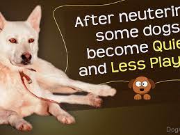 It's not unusual for owners to start to wonder after a few weeks of bringing the pup puppy maturity vs. Myths And Facts About Behavioral Changes In Dogs After Neutering Dogappy