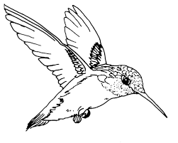 A hummingbird is a type of bird, as the name suggests. Tpwd Kids Ruby Throated Hummingbird Bird Coloring Pages Hummingbird Coloring Pages Hummingbird Line Drawing