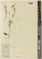 Image result for Portulaca kermesina