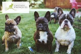 Our pups are part of our family, raised and spoiled by us. Cascade Frenchies Home Facebook
