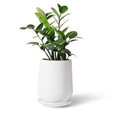 In fact, this is the most popular tactic used by gardeners to improve the drainage of their potted plants. Buy White Planter Pots For Plants Indoor 5 3 Inch Glazed Ceramic Plant Pot With Drainage Hole Saucer For Plants Home Decor Potey 050301 Plants Not Included Online In Nigeria B07yhnp1kn