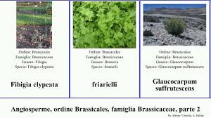 Image result for Coronopus integrifolius