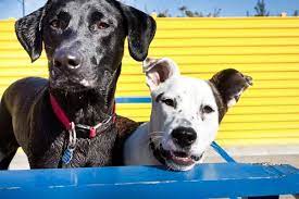 Maybe you would like to learn more about one of these? Chicago South Loop Serviced By K9 University Chicago