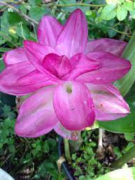 Pin On Flowers Plants