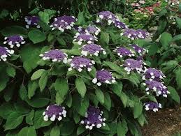 Oakleaf hydrangeas do seem to get a bit annoyed by blasting winter winds. Hydrangea Aspera Alchetron The Free Social Encyclopedia