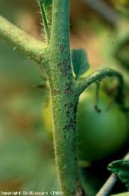 Image result for tomato seedling xanthomonas vesicatoria