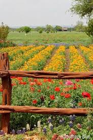 Beauty Flower Farm Which Will Make You Want To Have It 1 Hoommy Com Flower Farm Farm Beautiful Gardens