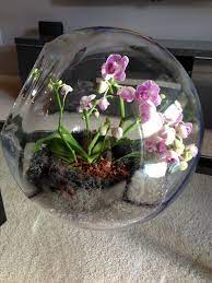 Pin By Chris Fitzgerald On Random Orchid Terrarium Orchids Succulent Terrarium