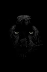 320x480 Green Eyes Black Panther Apple Iphone Ipod Touch Galaxy Ace Hd 4k Wallpapers Images Backgrounds Photos And Pictures
