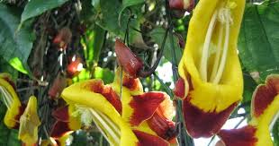 Image result for Thunbergia mysorensis