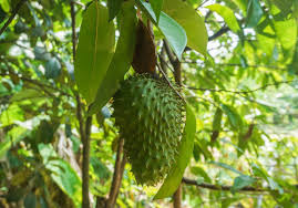 Ubat ubatan daripada herba tak ada bahan kimia. Khasiat Durian Belanda Untuk Kesihatan Berdasarkan Kajian Jiwasihat