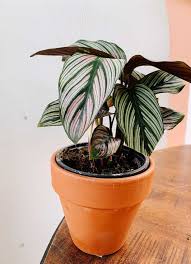 Image result for calathea