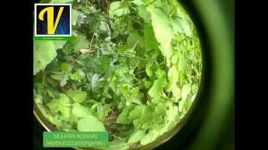 Image result for Erythrococca