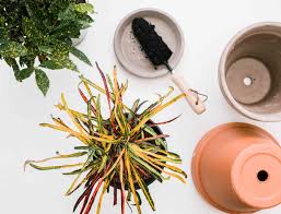 Image result for Croton