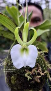 Image result for Angraecum sacciferum