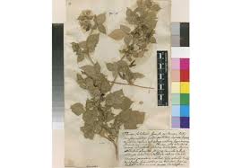 Image result for Rhynchosia elegans