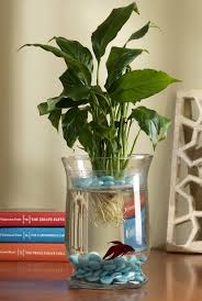 Craft Warehouse Blog Fish Plants Indoor Water Garden Fish Vase
