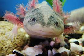 Where To See The World S 10 Weirdest Animals Fodors Travel Guide