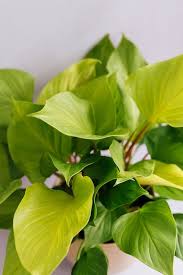 Homalomena Lemon Lime Plants Pretty Plants Plant Leaves