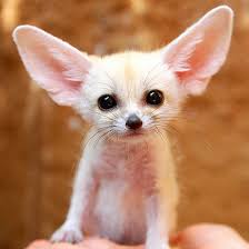 Check spelling or type a new query. Cutest Baby Puppies Fennec Fox Adorable Dogs Photo 13663628 Fanpop Page 2