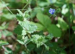 Many gardeners combine their purple flowers with different shades of purple or other hues to come whether you choose a purple perennial or annual flower for your garden, make sure that you know how much water the plant needs. The Nhbs Guide To Uk Wild Flower Identification