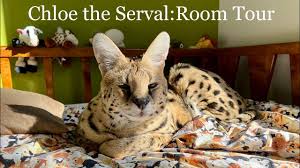 Teenage Serval Room Tour! - YouTube