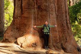 Limitations of public transportation in yosemite. Giant Sequoias Im Mariposa Grove Yosemite Nationalpark