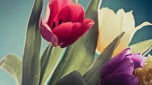 Immagini stilizzate di una macchina fotografica della foto. Fiori Di Tulipano 4k Bella Immagine Sfondo Hd Wallpaperbetter