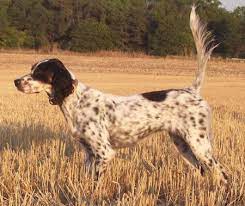 English Setter Dogs For Sale Outback Kennels English Setter Dogs English Setter English Setter Puppies