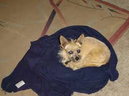 To start with, instruct your puppy to react to orders like sit, stay, down, abandon it, and come. Wire Chiwoxy Wire Haired Terrier X Chihuahua Info Pictures