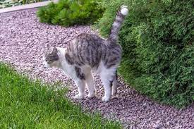 Do Female Cats Spray Common Reasons Prevention All About Cats
