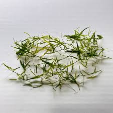 Image result for Najas graminea