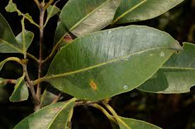 Image result for Syzygium niassense