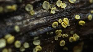 Image result for Chlorosplenium chlora