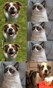 Here is our top 10 grumpy cat memes clean! Grumpy Cat Meme Clean 9gag