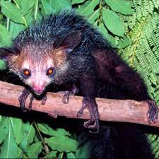 Pin On Animals