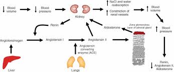 Image result for Aldosterone