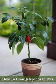 Water the plants enough to keep them from wilting. How To Grow Jalapenos In A Pot Growing Vegetables Growing Jalapenos Pepper Plants
