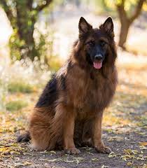 According to the fci, the breed's english language name is german shepherd dog. Tendence Pareizi Gandriz Miris Long Coat German Shepherd Ipoor Org