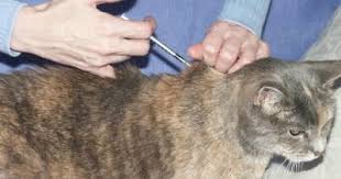 In cats with insulin resistance, amylin and insulin secretion increase concurrently. Insights Into Veterinary Endocrinology Insulin Glargine And Injection Pain In Cats