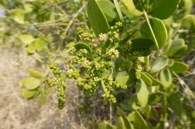 Image result for Salvadoraceae