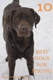 Top 10 Dog Breeds For Hiking Top 10 Dog Breeds Labrador Retriever Dog Breeds Medium